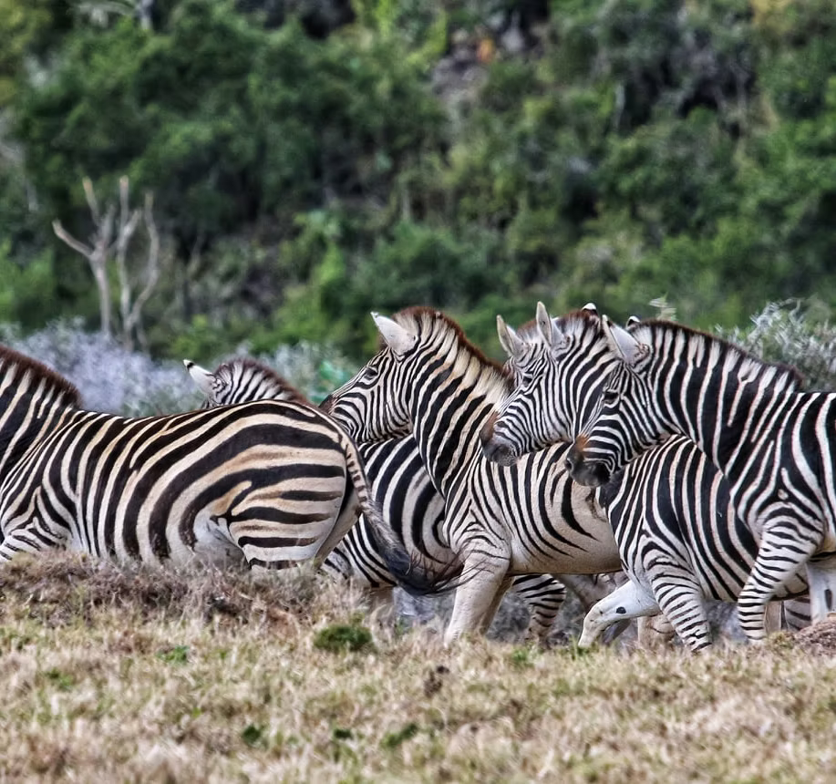 Sandy's Safaris